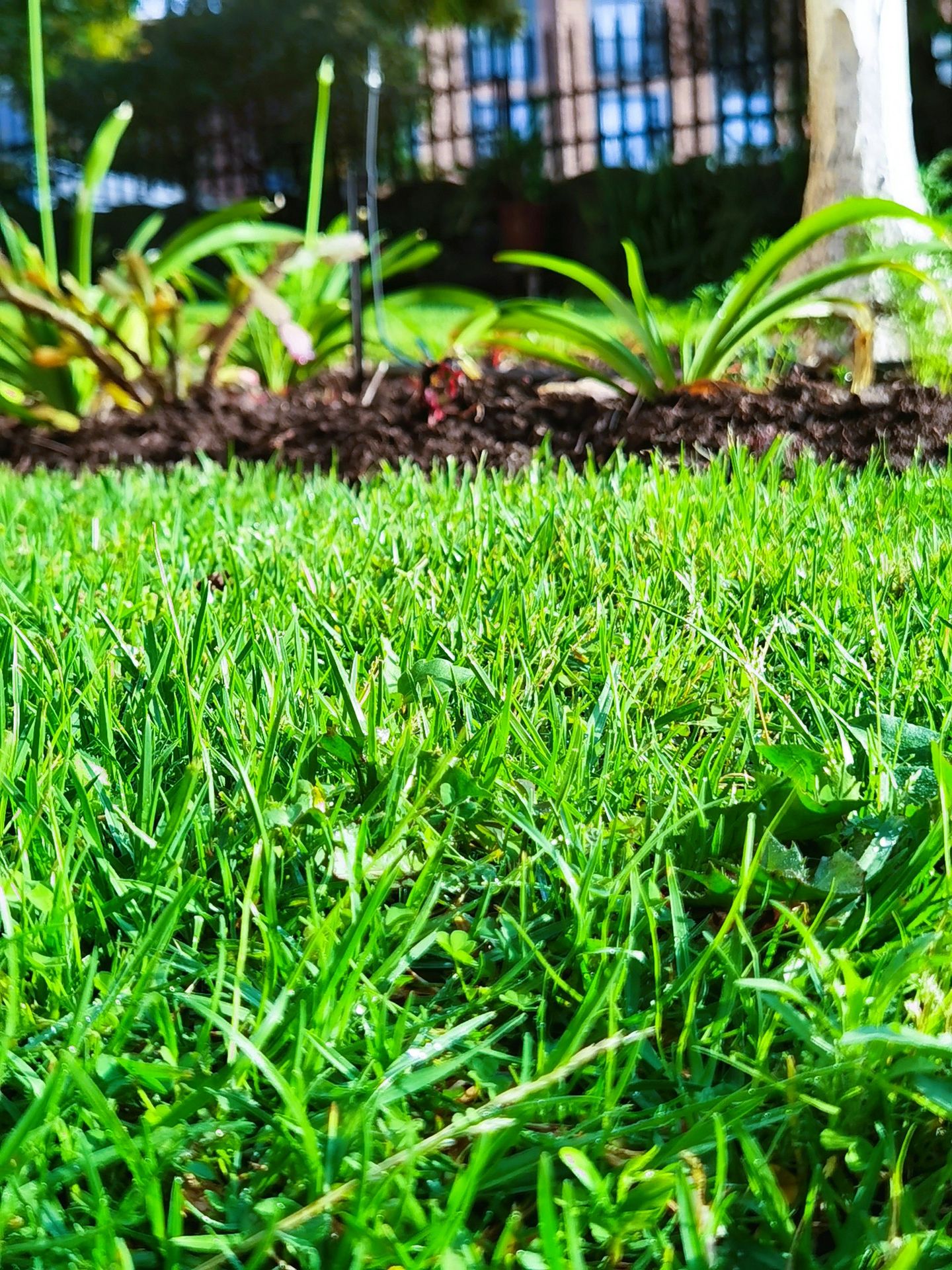 a close up of a grass field with a tree in the background